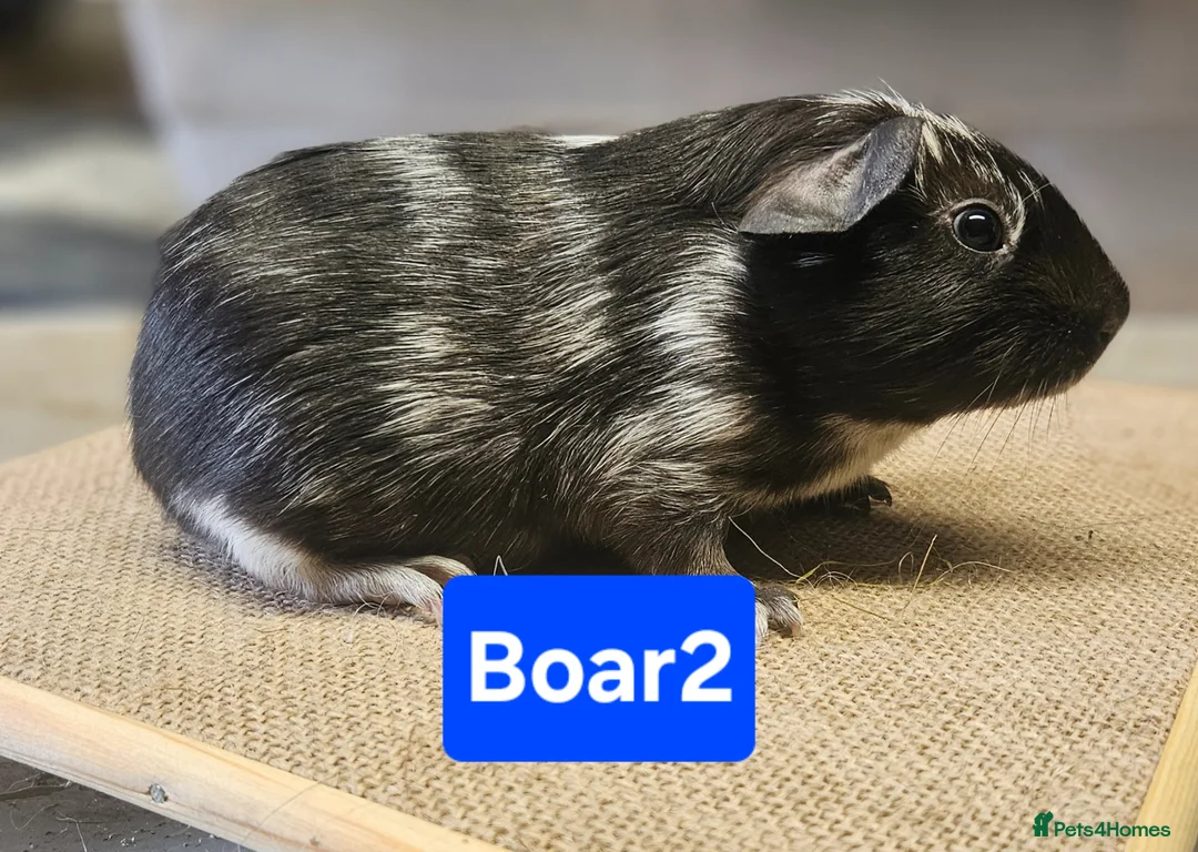 Guinea Pig rodents for sale: Beautiful females and males for sale  - Advert 2