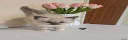 Ragdoll cats for sale: Fluffy Blue-Eyed Ragdoll Kittens - Advert 10
