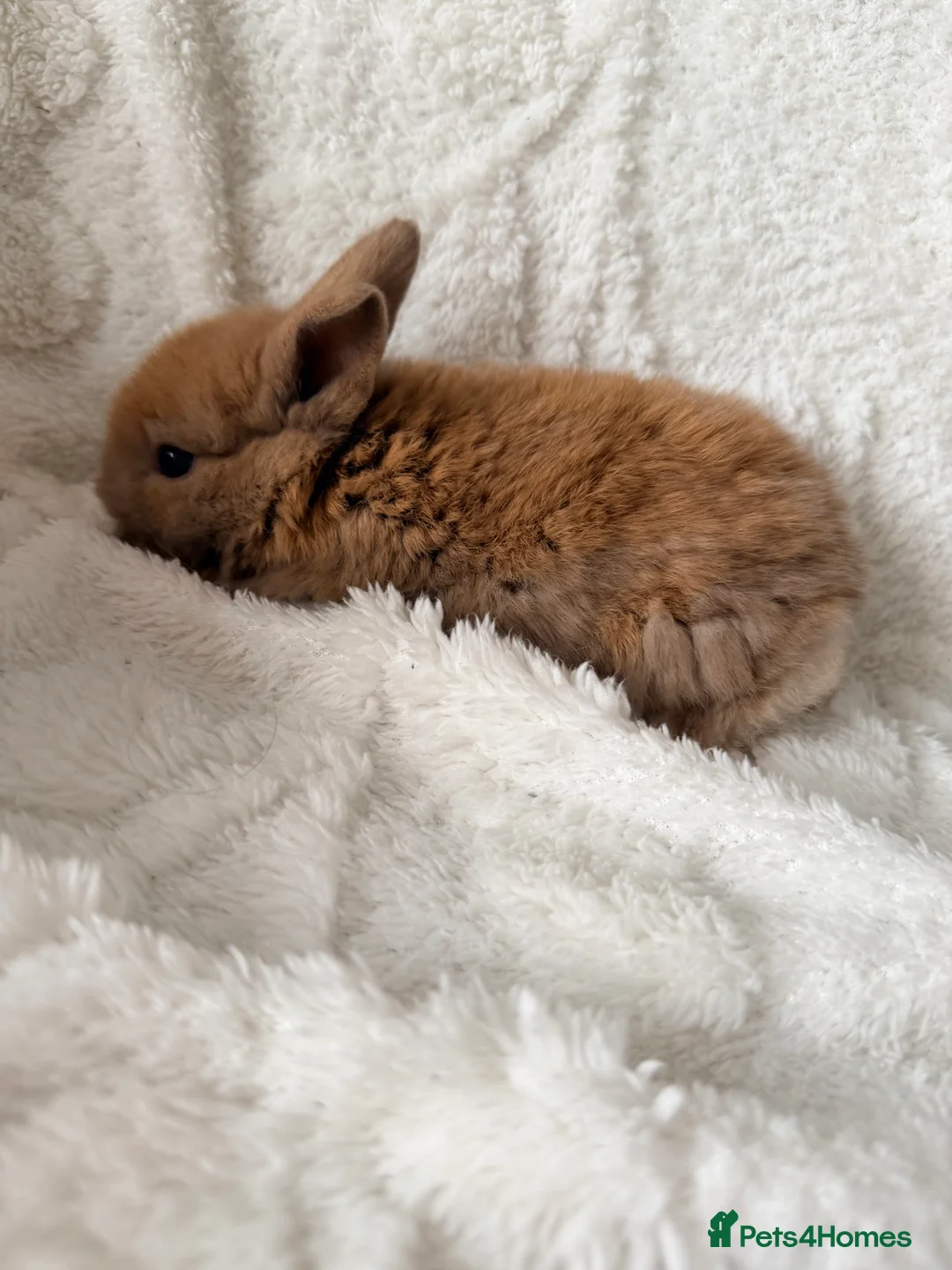 Mini Lop rabbits for sale: Mini lops - Advert 7