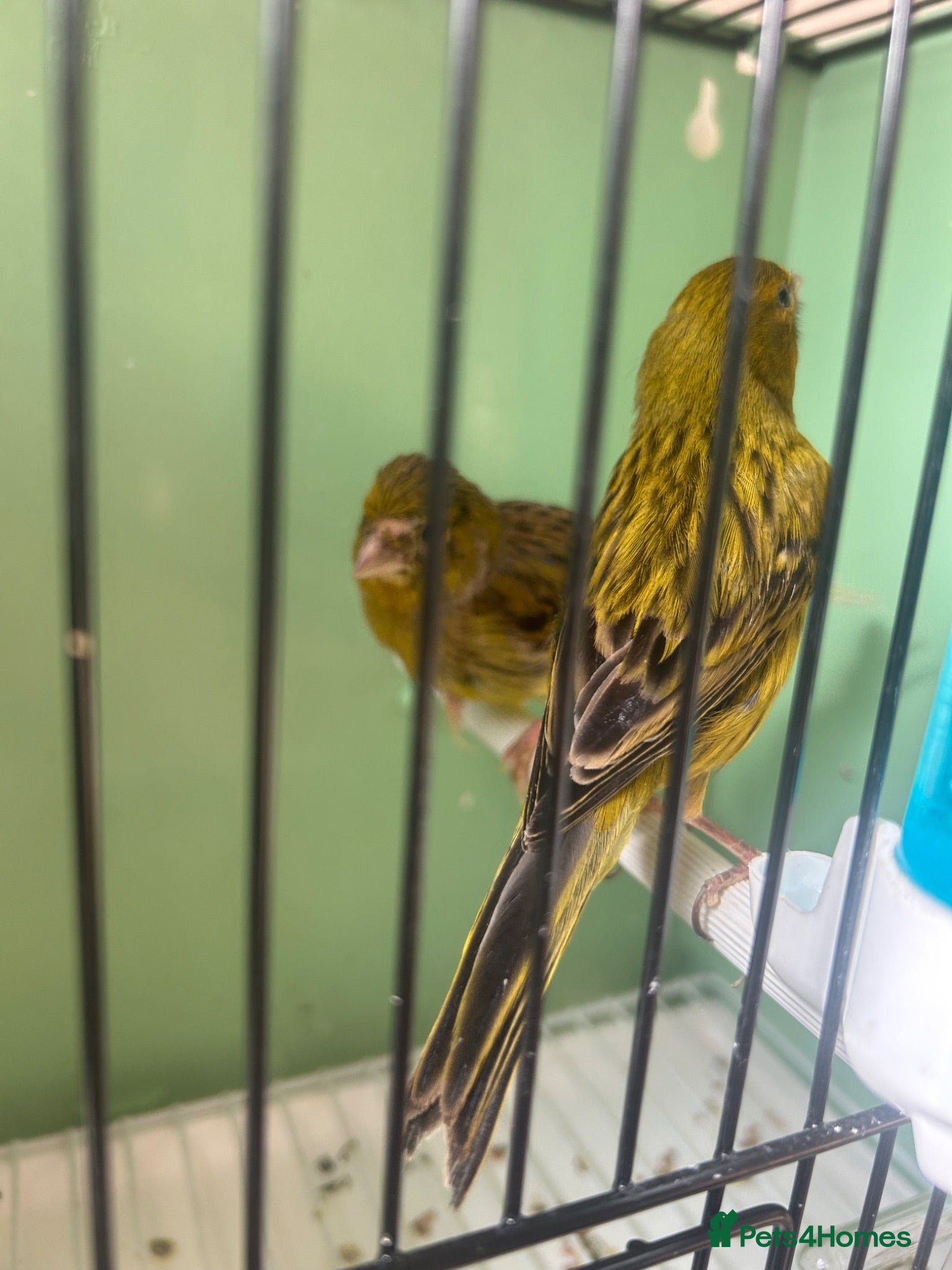Canaries birds Canerys for sale  - Advert 22