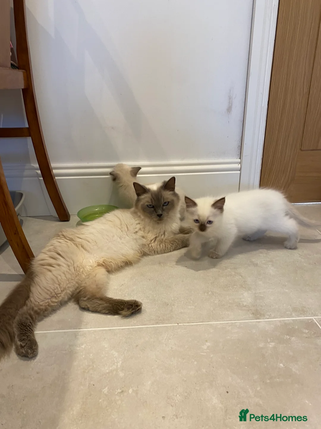 Ragdoll cats for sale: Beautiful GCCF registered ragdoll retired queen  - Advert 5