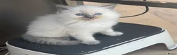 Ragdoll cats for sale: Beautiful Ragdoll blue point girls 7 weeks in London - Advert 1