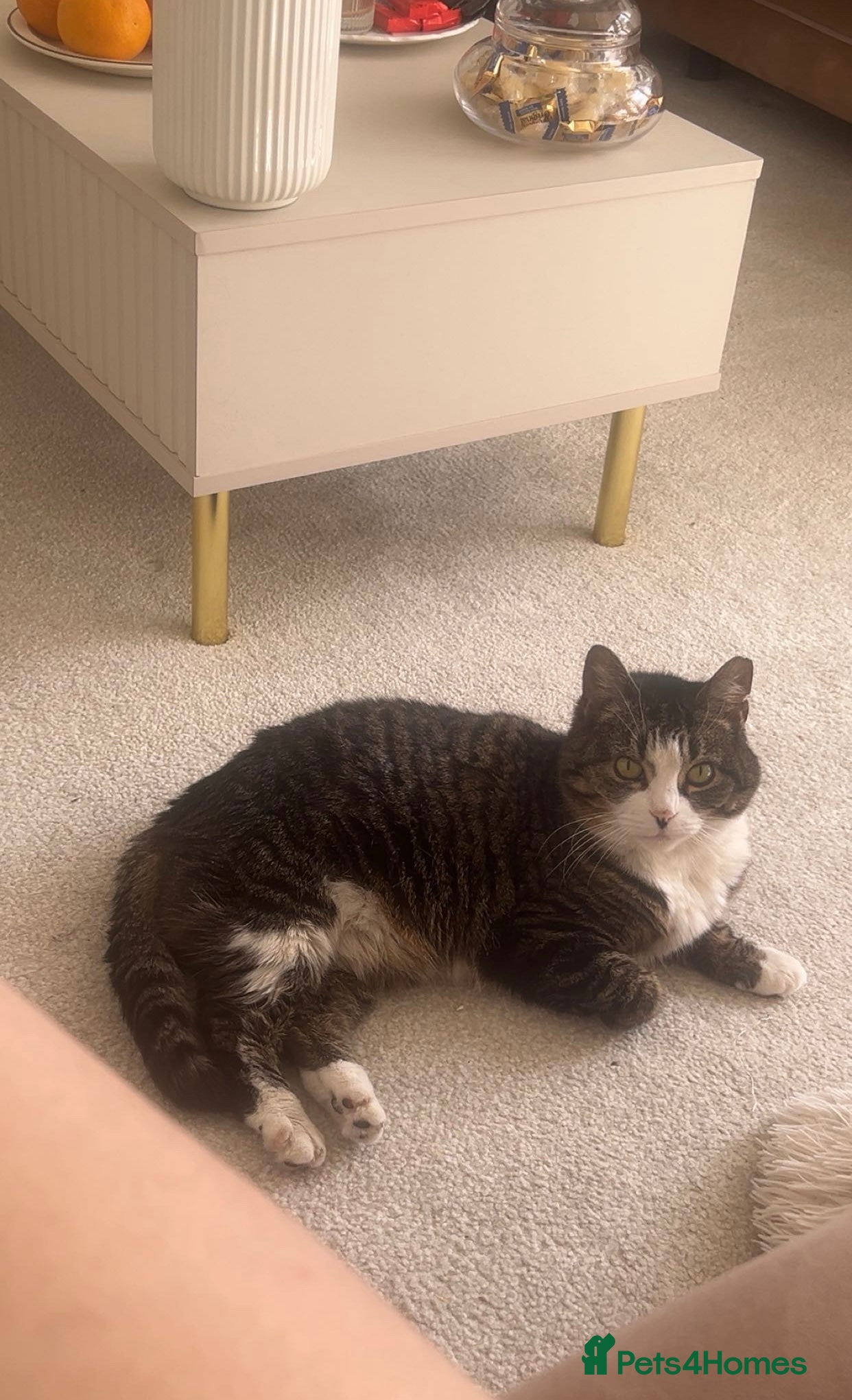 American Shorthair cats Pishi looking for lovely home - Advert 1