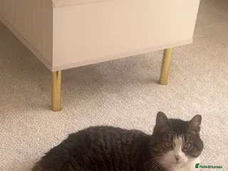 American Shorthair cats Pishi looking for lovely home - Advert 1