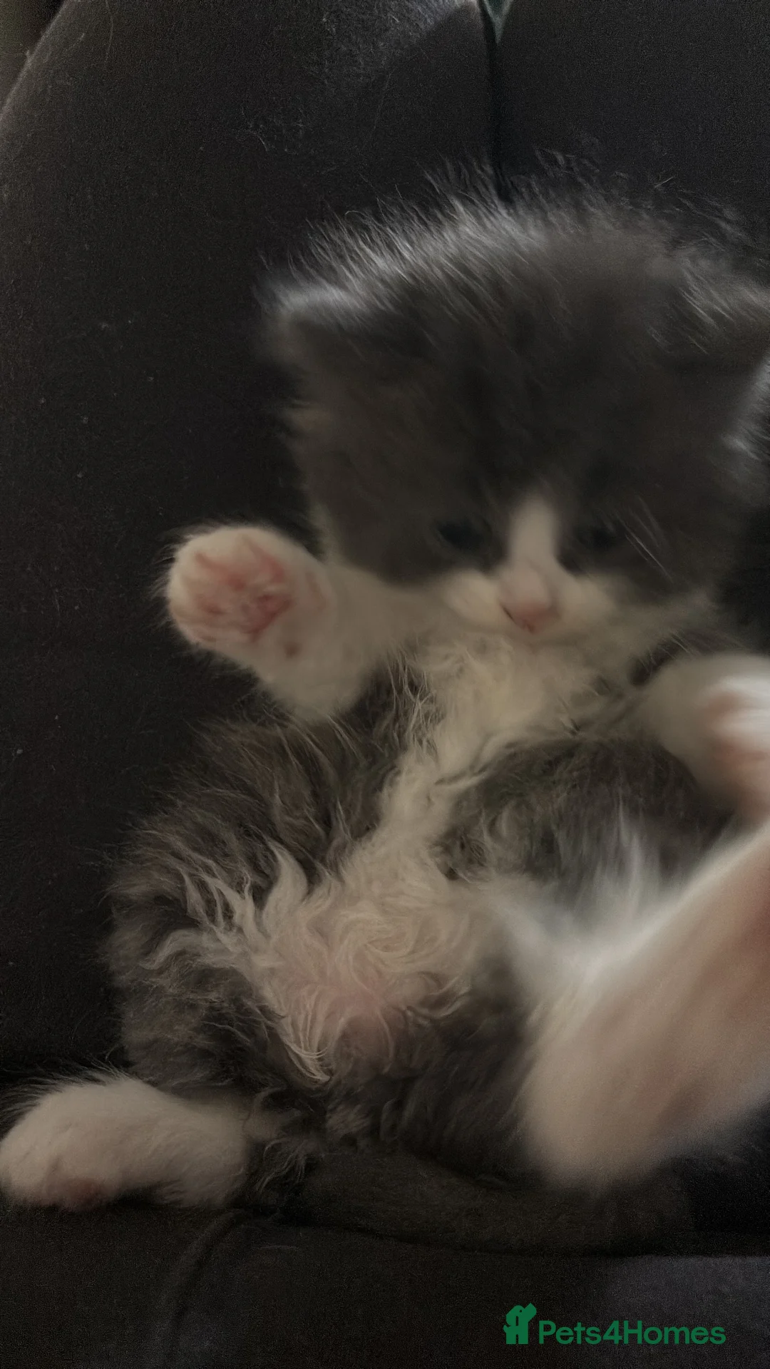 British Shorthair cats for sale: 4 KITTENS - 2x BSH/BLH 2x BSH  - Advert 13
