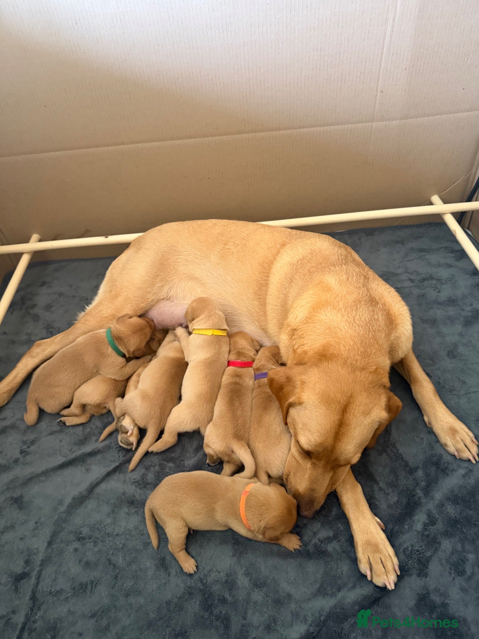 Labrador Retriever dogs Stunning KC registered retriever lab puppies - Advert 1