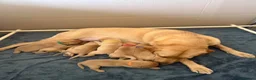 Labrador Retriever dogs for sale: Stunning KC registered retriever lab puppies in Chipping Norton - Advert 1