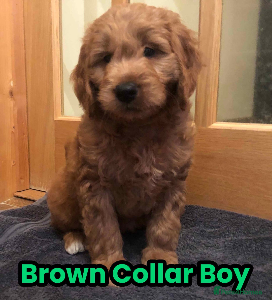 Goldendoodle dogs for sale: F1 Miniature Goldendoodle's 100% DNA Health-Tested - Advert 26