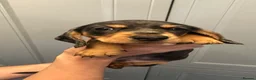 Miniature Dachshund dogs for sale: Miniature dachshund pups - Advert 6