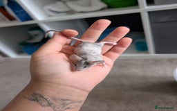 Mouse rodents for sale: Fancy mice looking for homes  - Image 6