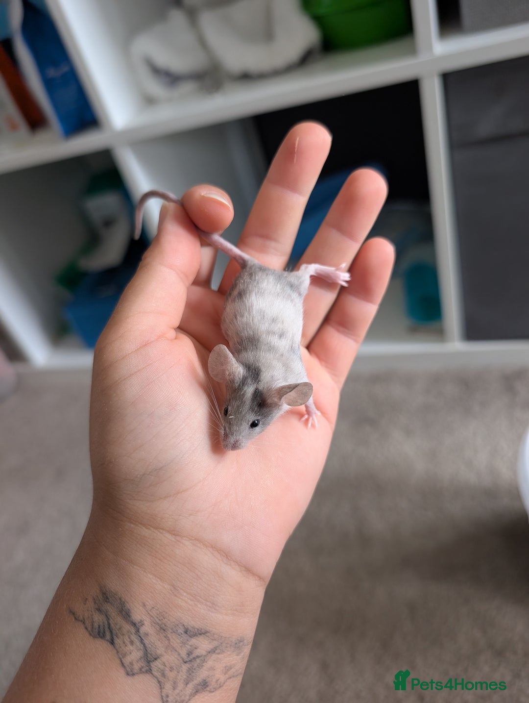 Mouse rodents for sale: Fancy mice looking for homes  - Image 6