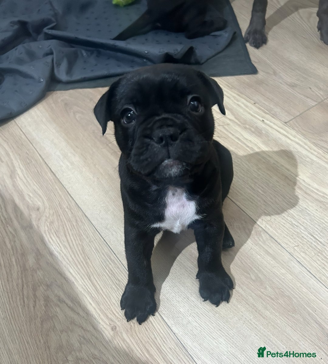 Mixed Breed dogs for sale: Mix French bulldog X American bulldog - Image 4