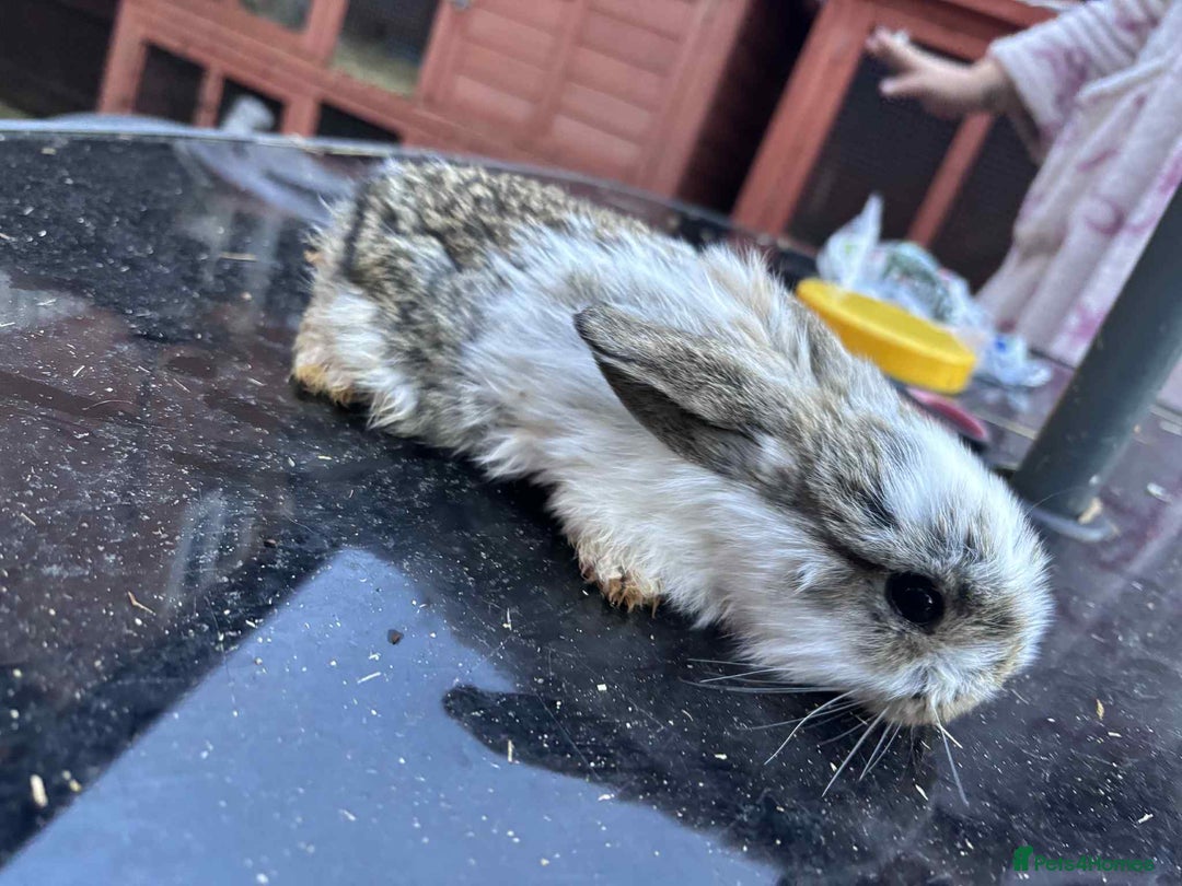 Mini Lop rabbits for sale: 5 mini lops - Advert 2