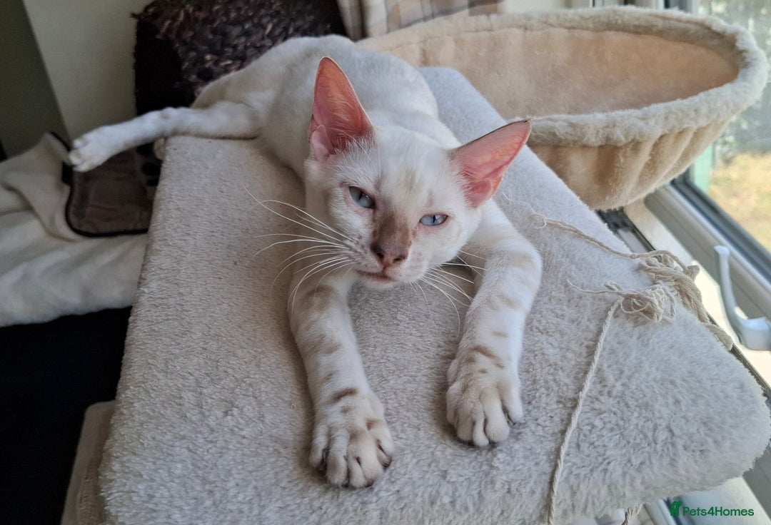 Bengal cats for sale: Pure Bengal kittens  in Cheltenham - Image 8