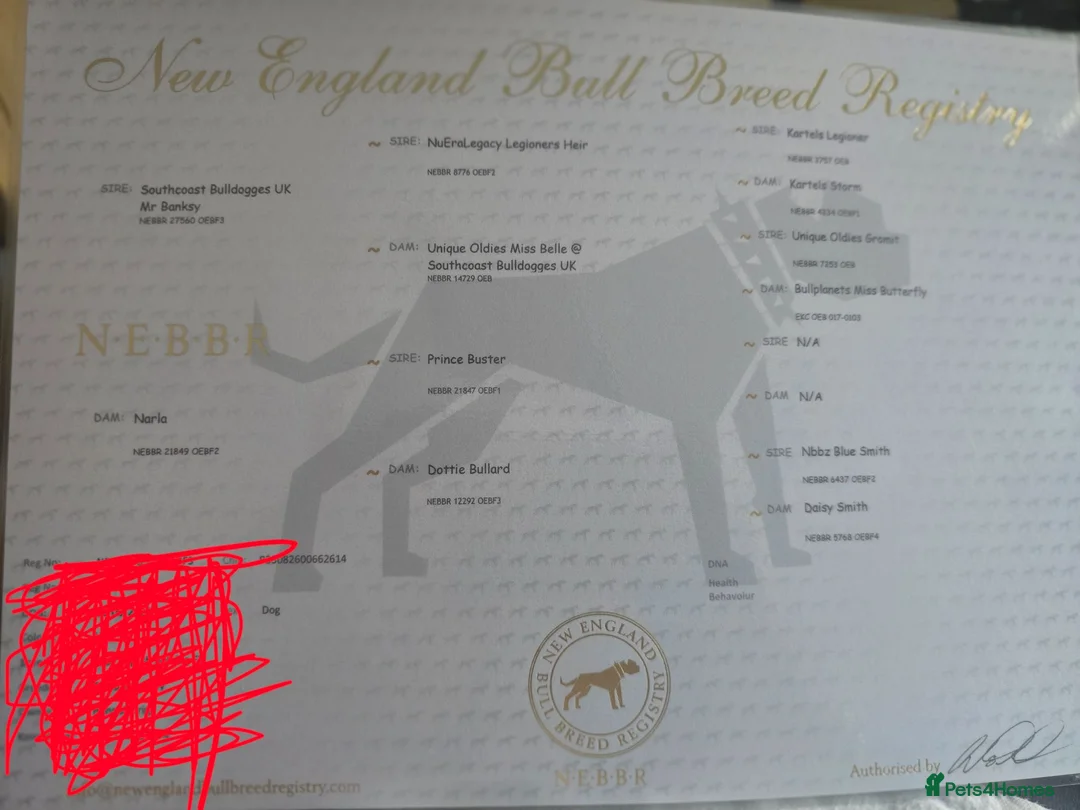 Olde English Bulldogge dogs for stud: Our Old English Bulldogge for Stud - Advert 2