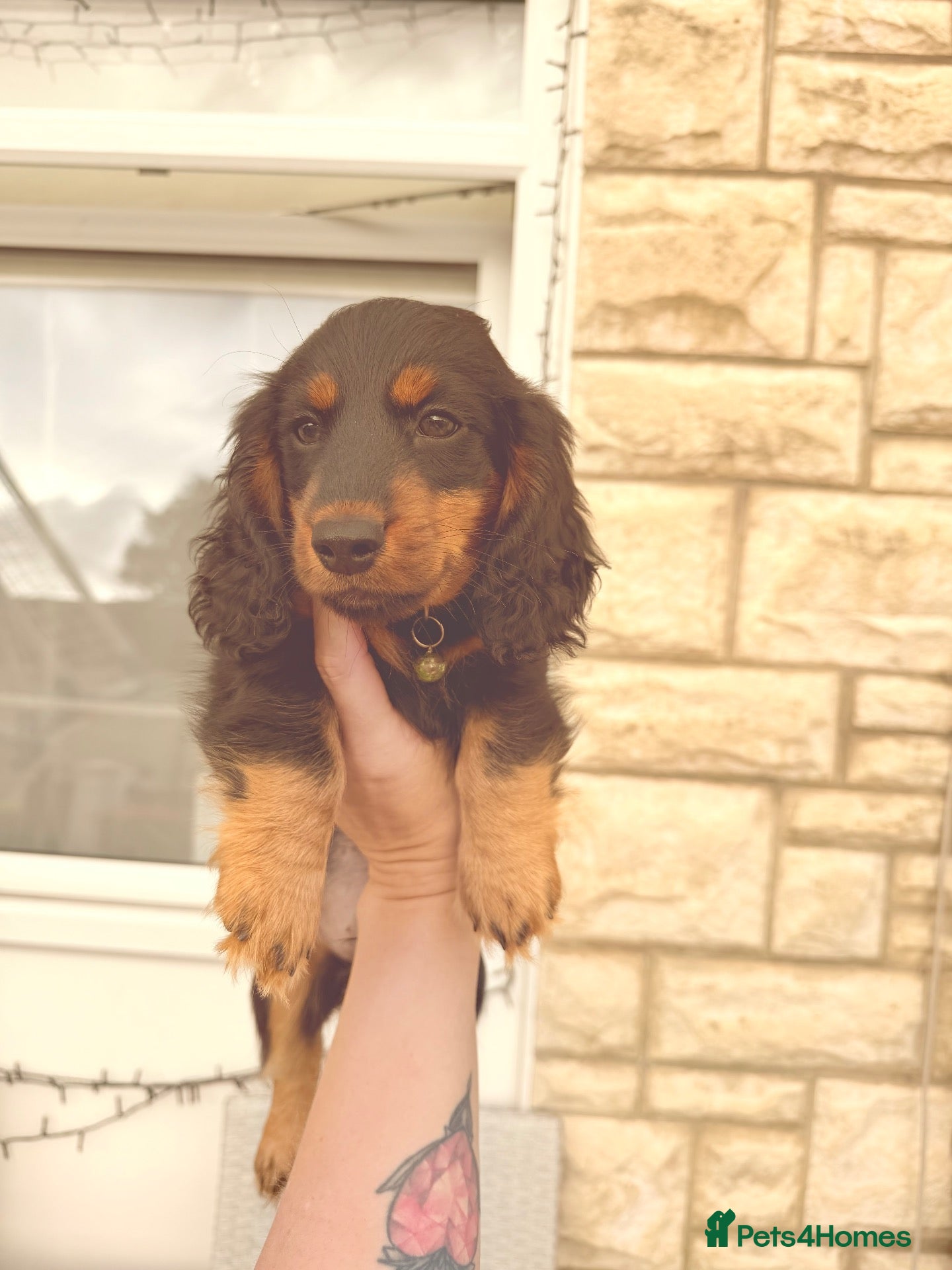 Dachshund dogs Ready now-1 Outstanding boy available🖤🐶❤️ - Advert 1