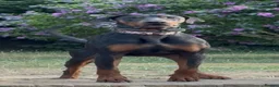Dobermann dogs for sale: Doberman puppies  - Advert 12
