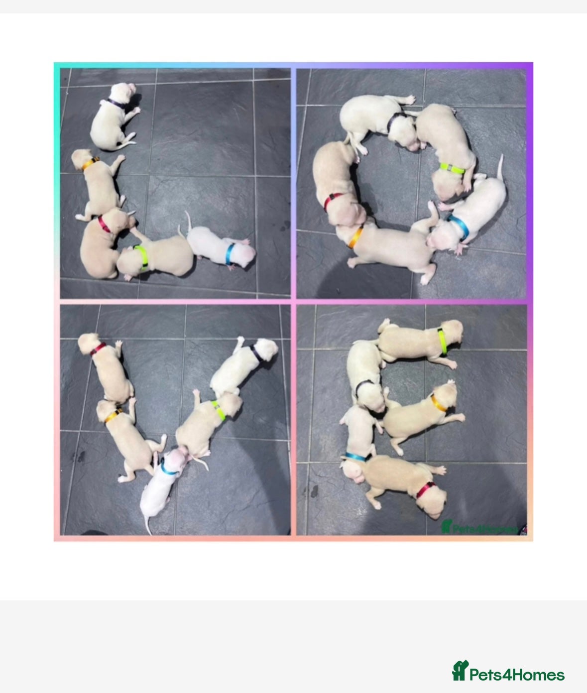 Italian Greyhound dogs Exceptionally Well-Bred Italian Greyhound Puppies - Advert 1