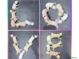 Italian Greyhound dogs Exceptionally Well-Bred Italian Greyhound Puppies - Advert 1