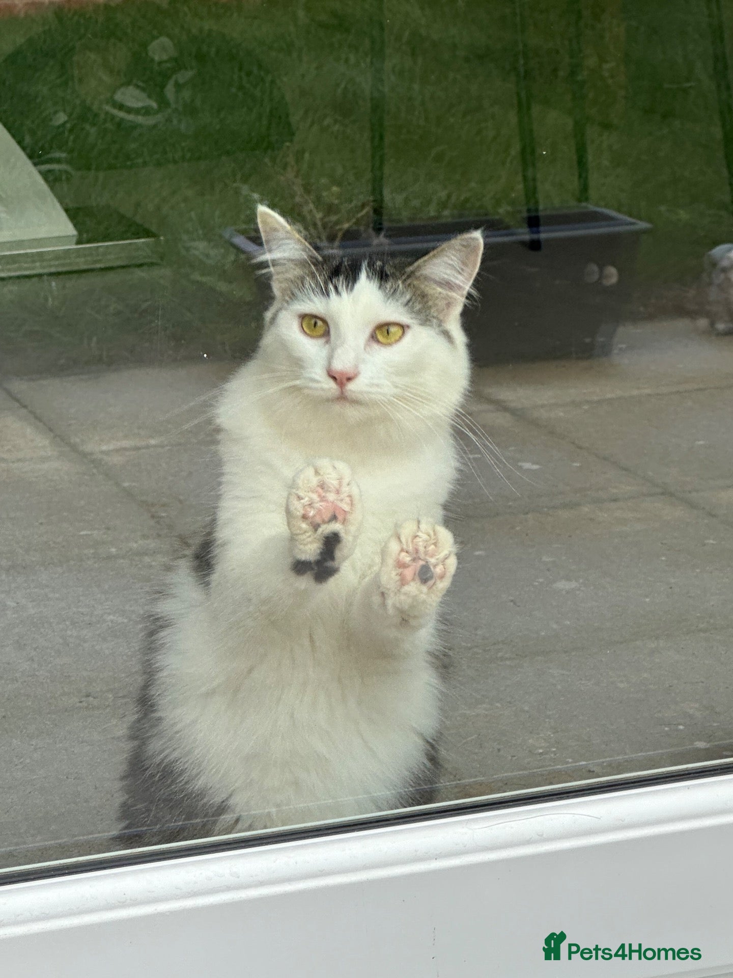 Mixed Breed cats Ginny - Advert 3