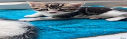 Mixed Breed cats for sale: Beautiful kitten  - Advert 18