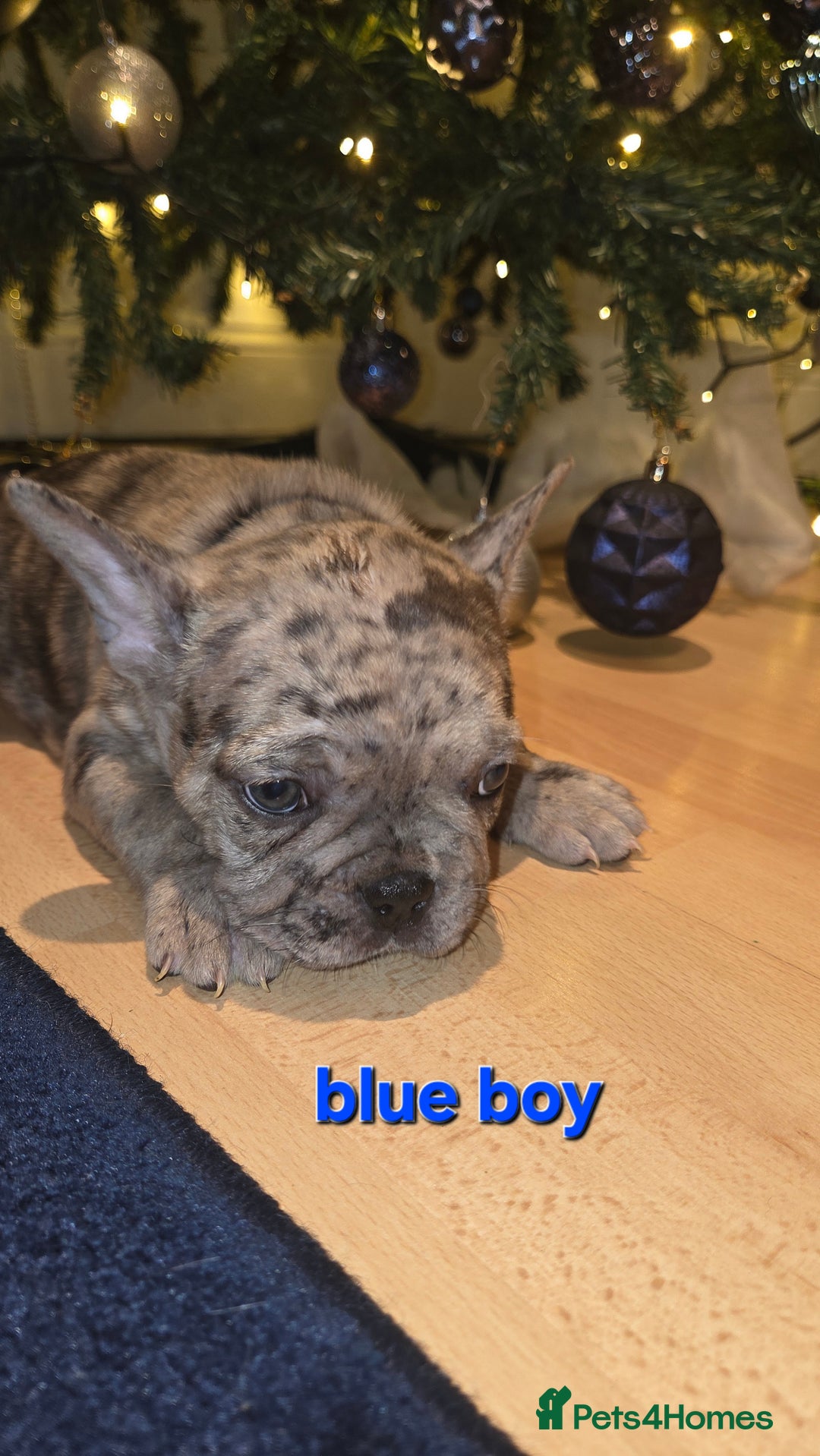 French Bulldog dogs for sale: Adorable French Bulldog puppies  - Advert 5