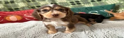 Cockapoo dogs for sale: Cockapoo ready to leave - Advert 18