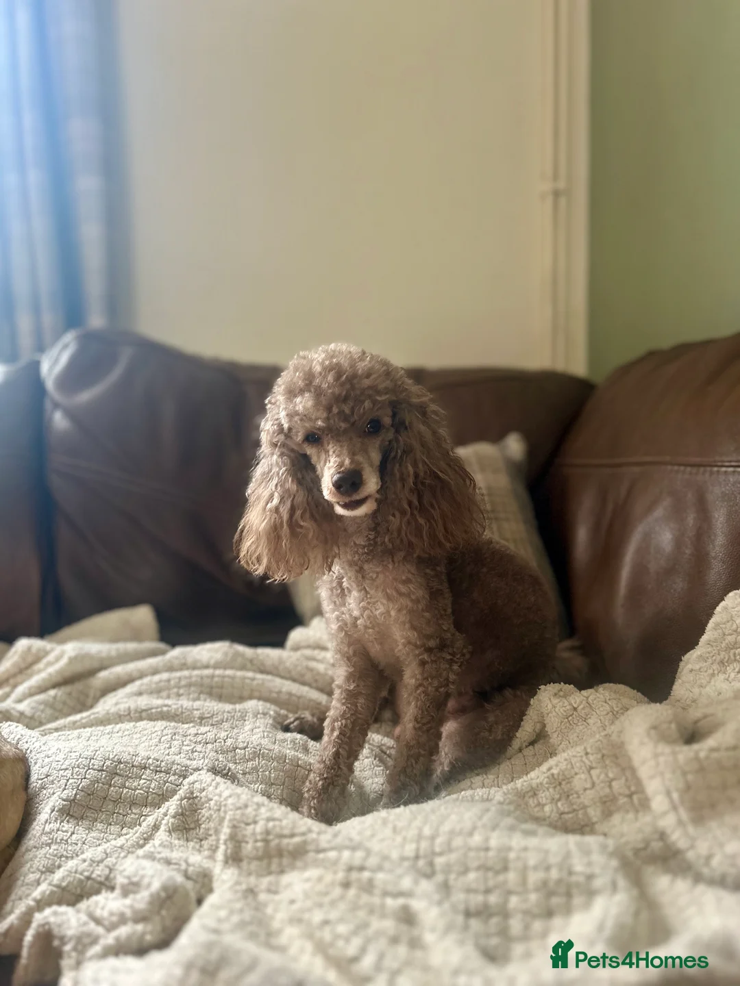 Poodle dogs for stud: Health tested KC chocolate Toy poodle stud  in Stevenage - Advert 27