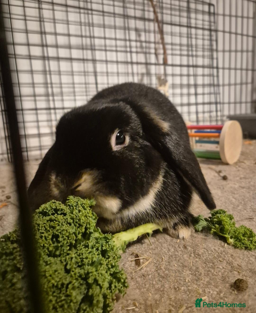Mini Lop rabbits Female Mini Lop Rabbit - Bowie - Advert 1