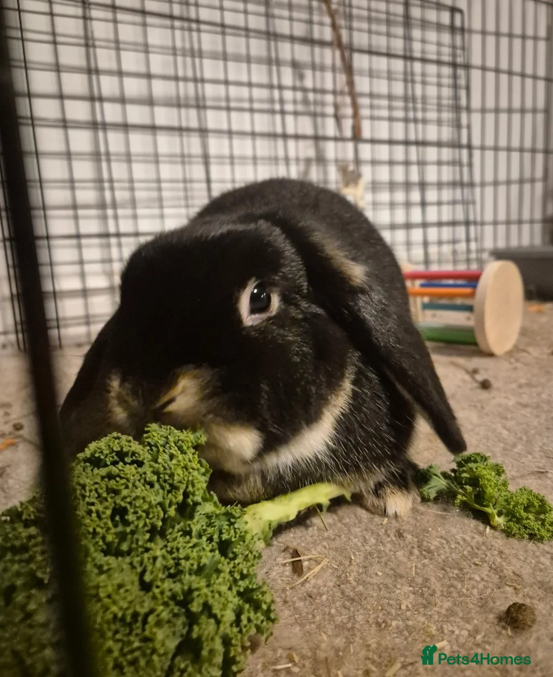 Mini Lop rabbits for sale: Female Mini Lop Rabbit - Bowie in Halifax - Advert 1