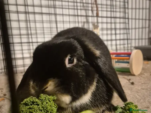 Mini Lop rabbits Female Mini Lop Rabbit - Bowie - Advert 1
