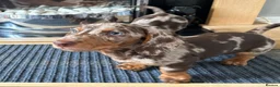 Miniature Dachshund dogs for sale: KC registered Miniature Dachshund  - Advert 5