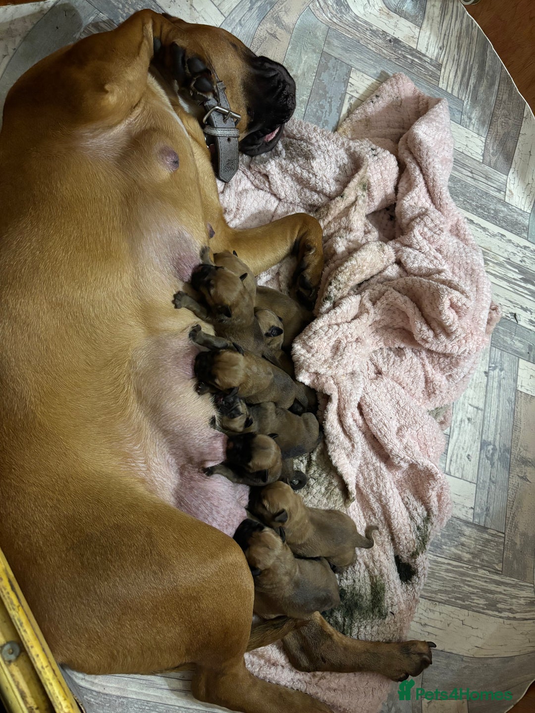 Bullmastiff dogs for sale: Beautiful litter of KC Reg bullmastiff puppies - Advert 2