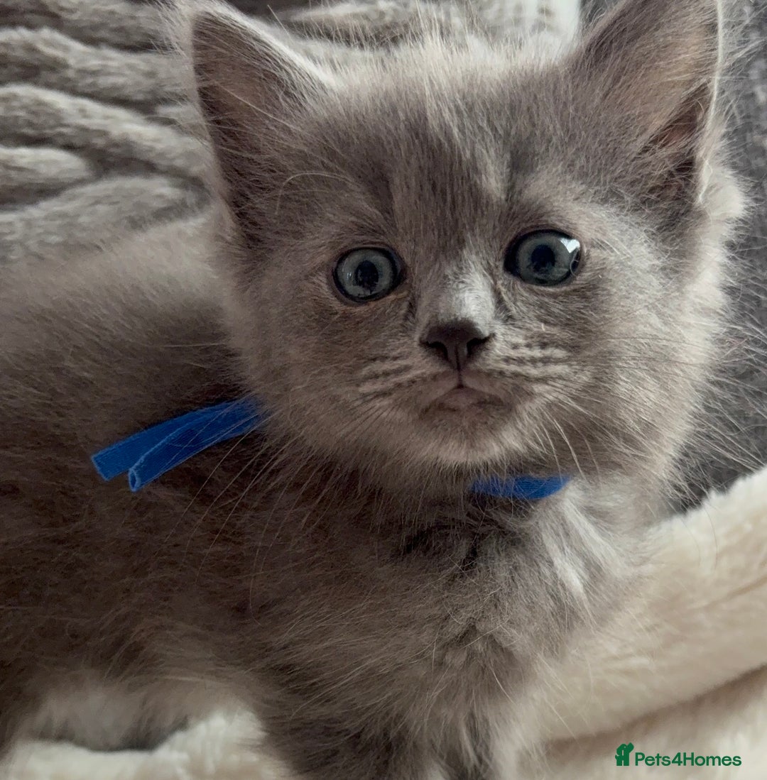 Ragdoll cats for sale: Stunning Ragdoll kittens available  - Image 10
