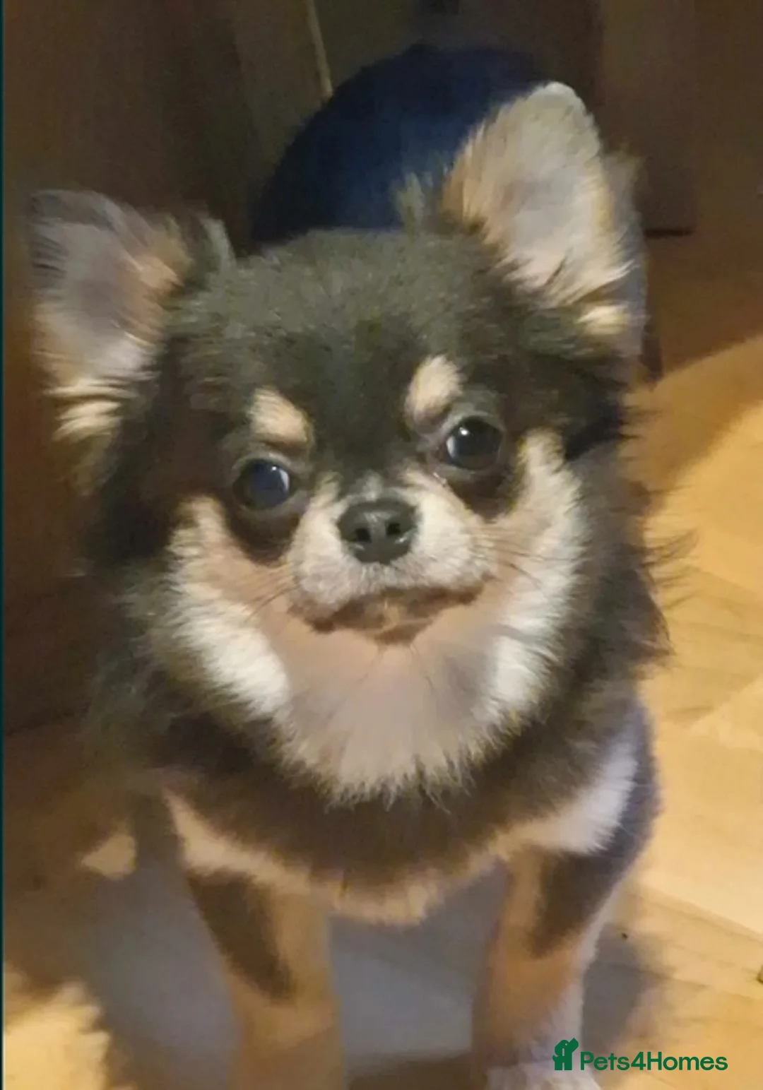 Chihuahua dogs for sale: Long haired Blue Chihuahua puppies  - Advert 9