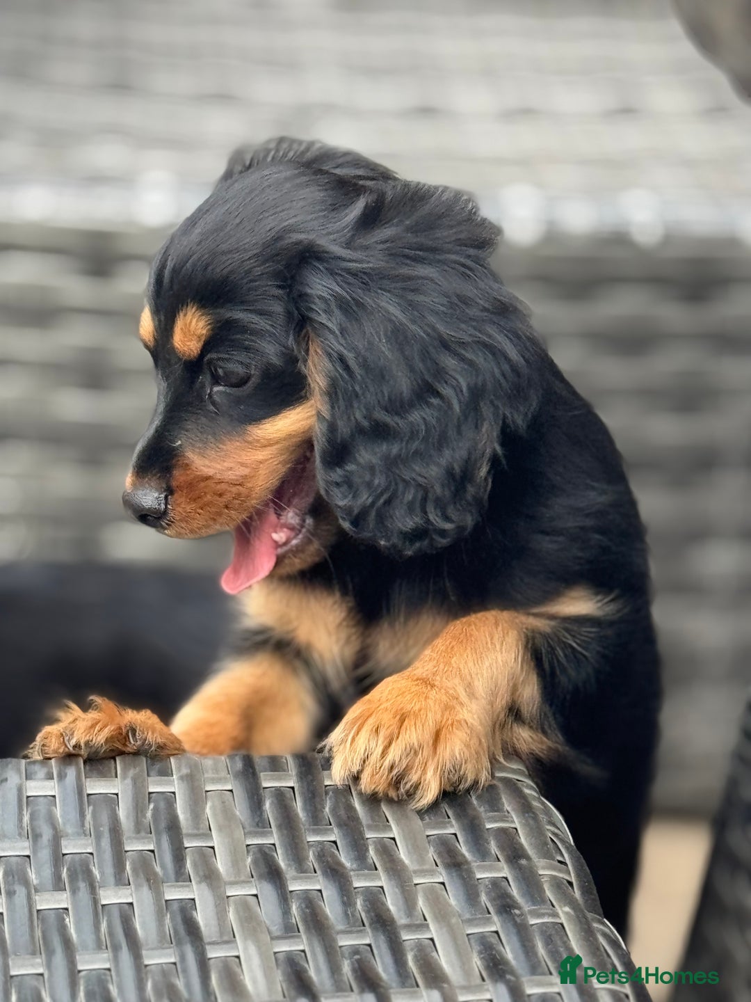 Cavapoo dogs for sale: Cavapoo rare black &tan health tested  - Image 9