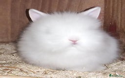 Lionhead rabbits for sale: Double mained Lionhead pure whites blue eyed  - Image 1