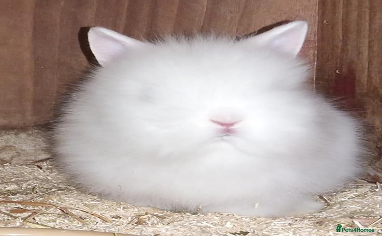 Lionhead rabbits - Advert 13