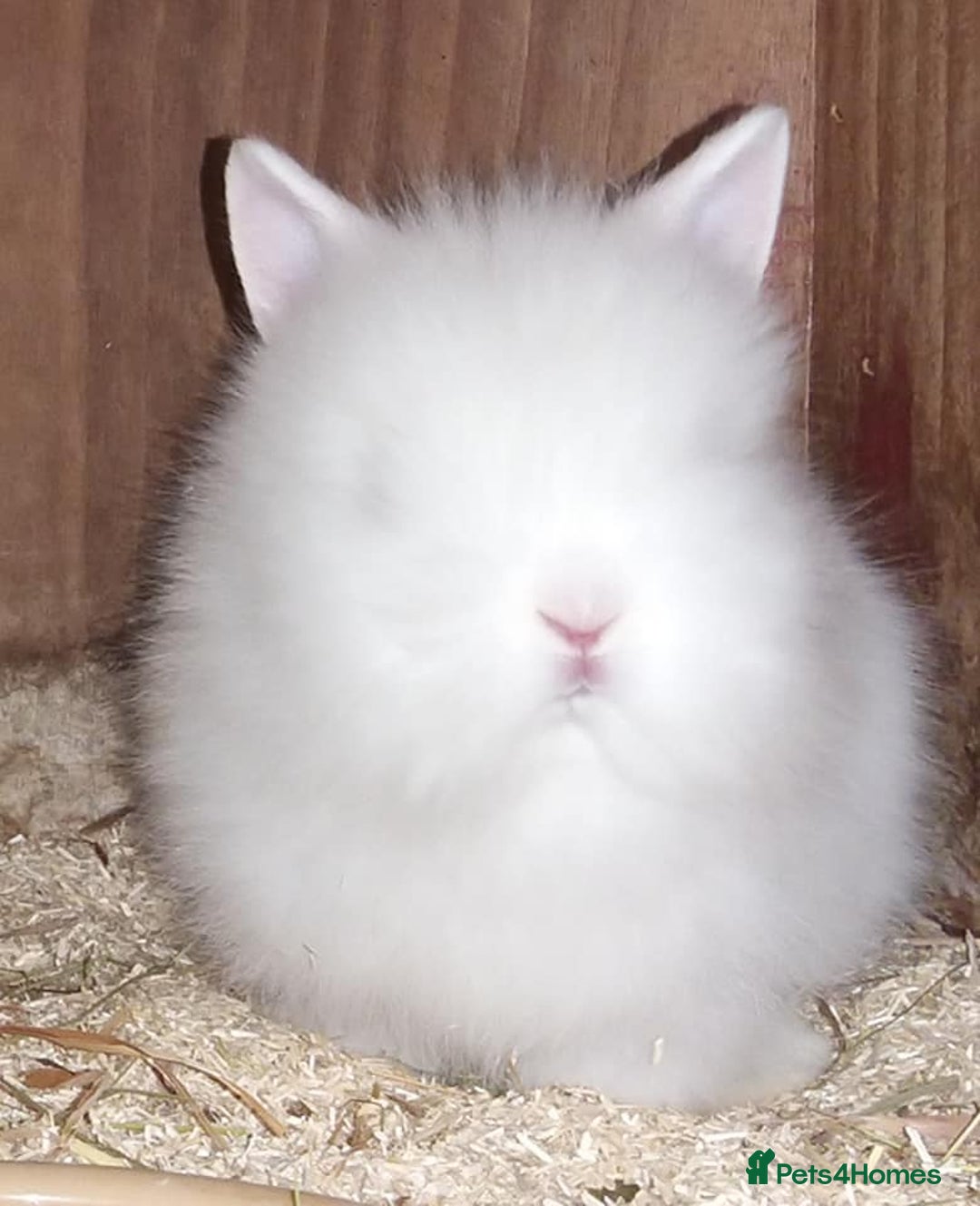 Lionhead rabbits for sale: Double mained Lionhead pure whites blue eyed  - Image 1