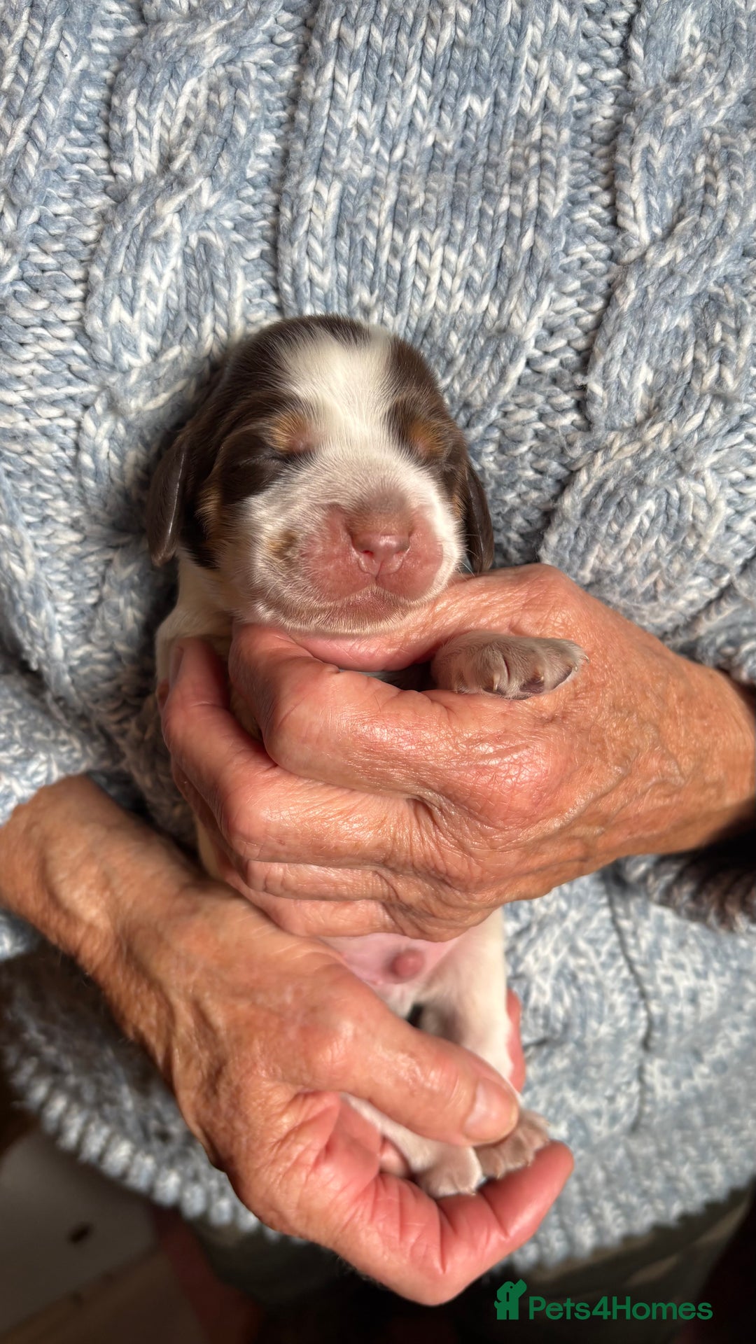 Cocker Spaniel dogs for sale: Show cocker spaniel pups  - Image 8