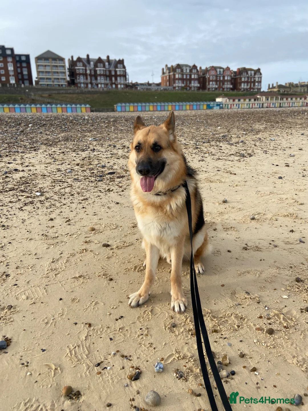 German Shepherd dogs for sale: Yogi  - Advert 6
