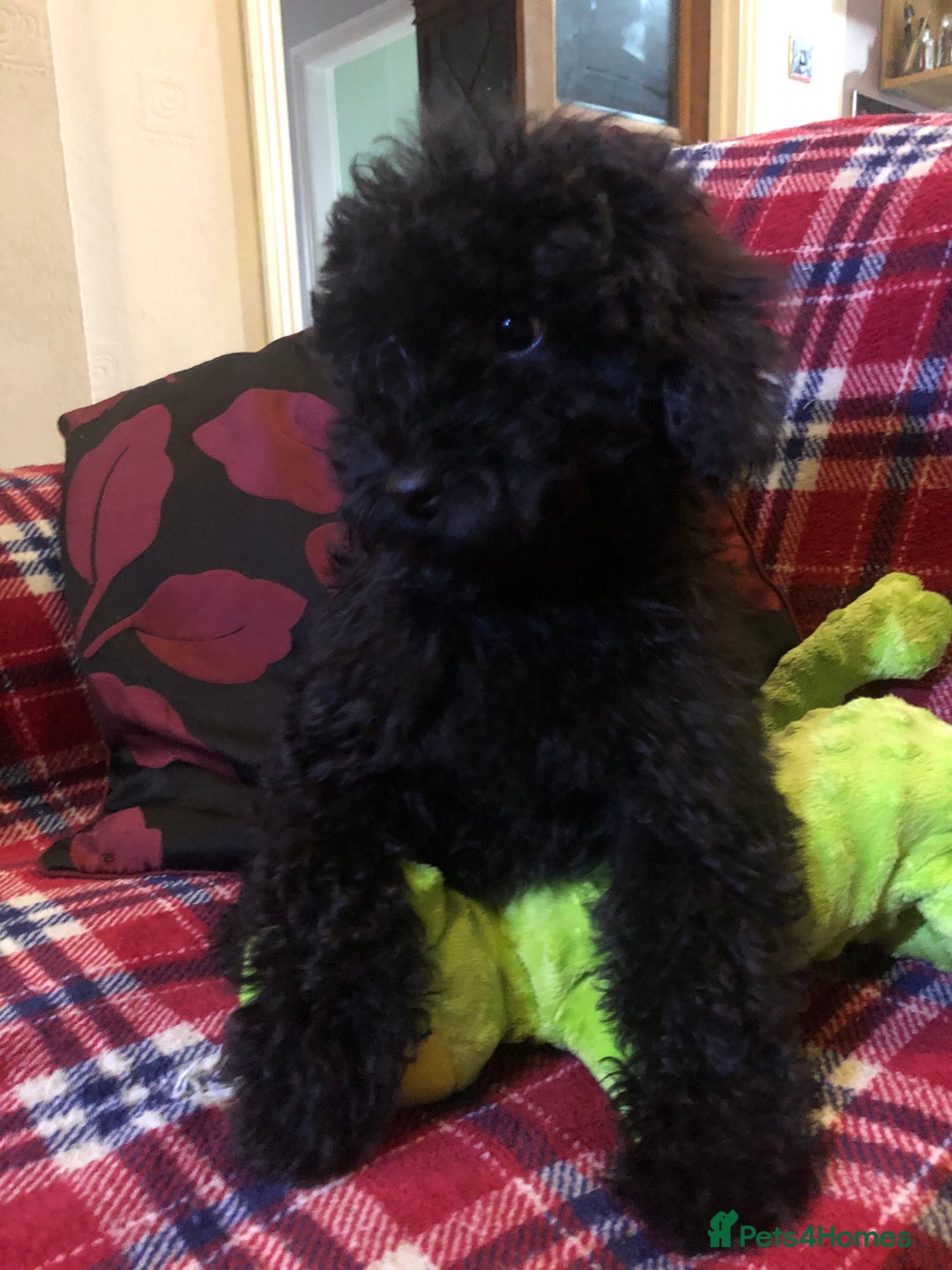 Cockapoo dogs for sale: Cockapoo puppies for sale  - Advert 5