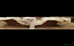 Siberian cats for sale: Hypoallergenic Siberian Neva Masquerade kitten - Image 2
