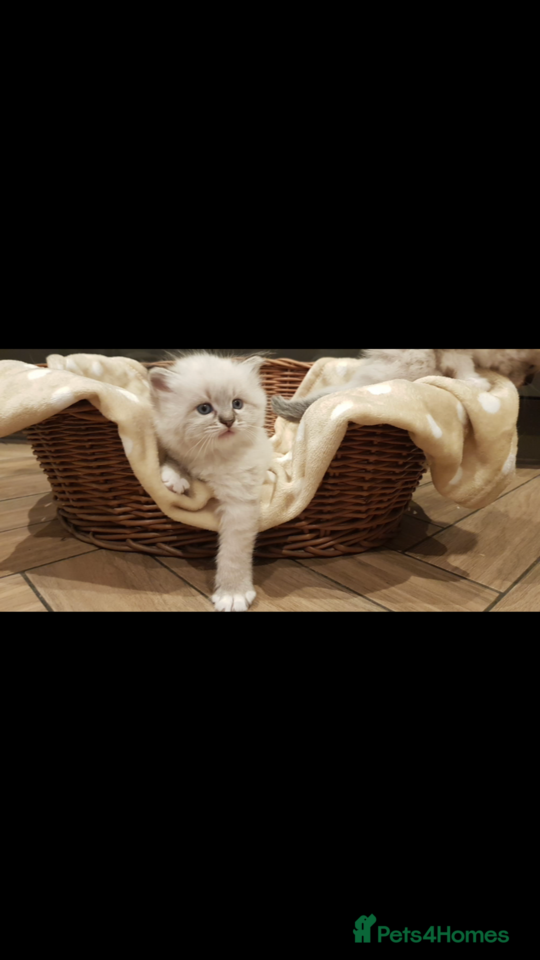 Siberian cats for sale: Hypoallergenic Siberian Neva Masquerade kitten - Image 2
