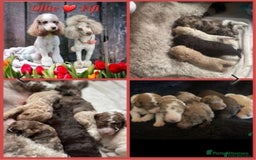 Goldendoodle dogs for stud: FULLY HEALTH TESTED! MOYEN POODLE STUD! in Kettering - Image 28