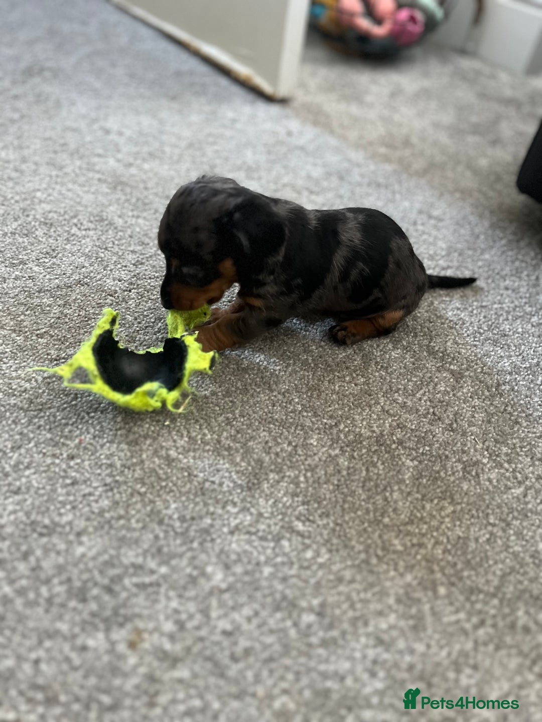 Miniature Dachshund dogs for sale: Miniature Daschunds  - Image 17