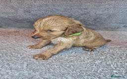 Irish Doodle dogs for sale: Toy Irish Doodle Puppies For Sale  - Image 13