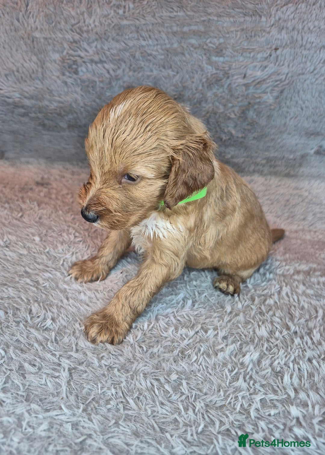 Irish Doodle dogs for sale: Toy Irish Doodle Puppies For Sale  - Image 13
