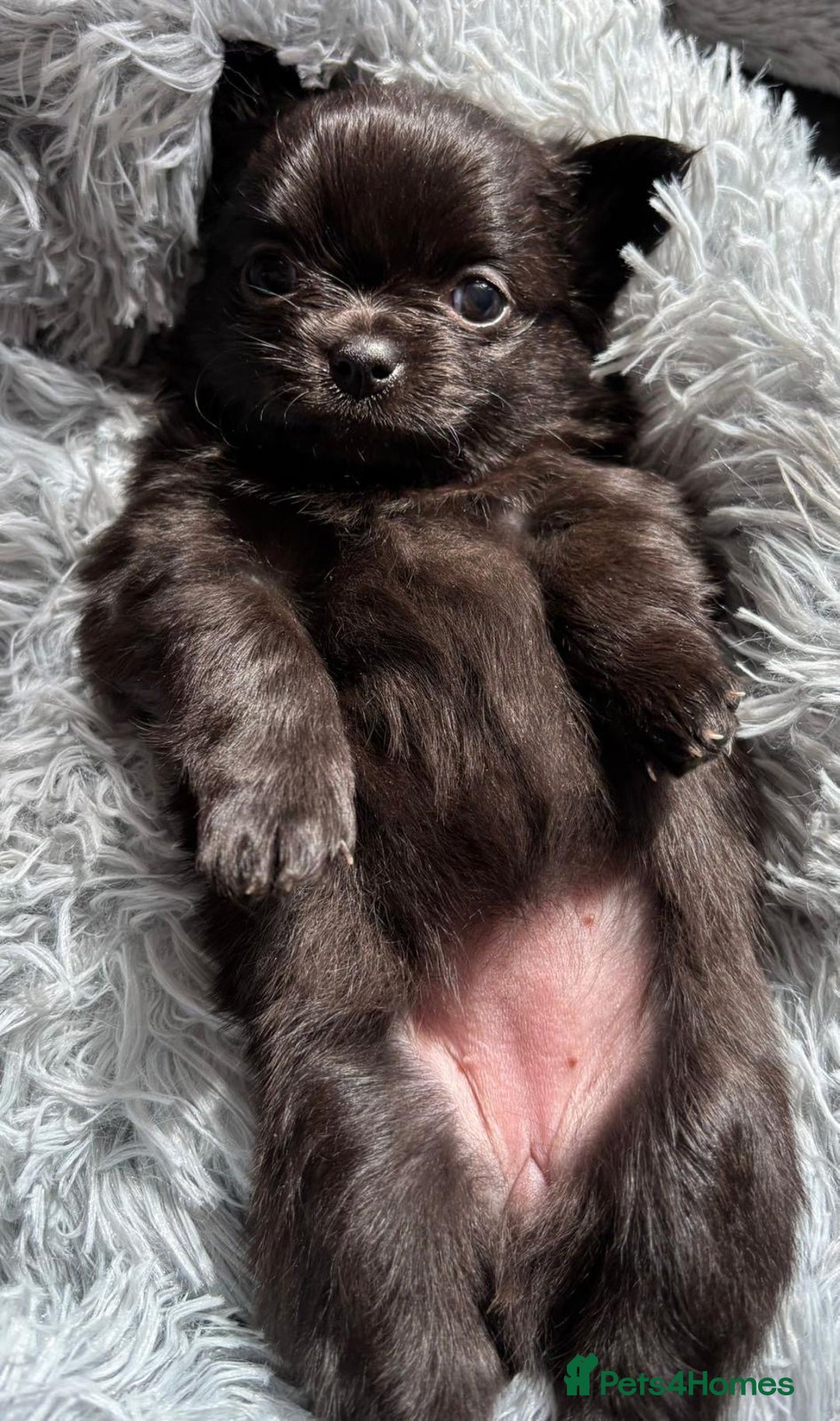 Chihuahua dogs for sale: Pure Breed Chihuahua  - Image 22