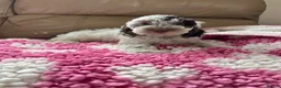 Cockapoo dogs for sale: F1 cockapoo puppies  - Advert 25